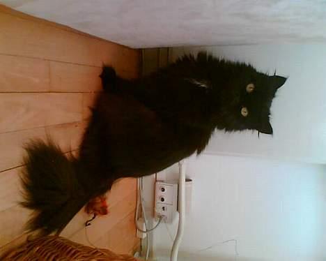 Perser Bambi  +1992-2008 + - Jeg ved ikke hvad min mor lavede da hun tog billedet....men det er ihvertfald forkert vinkel hun tog det på. billede 2