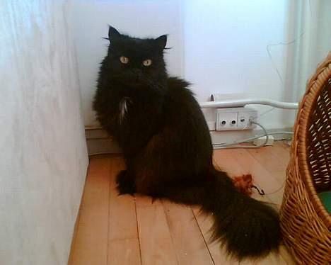 Perser Bambi  +1992-2008 + - Her sidder jeg så ved siden af min højt elskede kurv...... billede 3