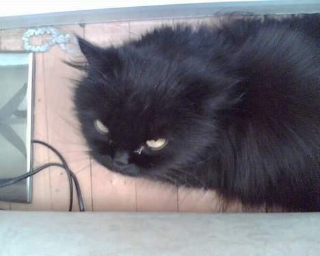 Perser Bambi  +1992-2008 + - Man bliver godt nok træt oven på alle de billeder.... billede 4