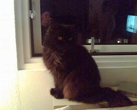 Perser Bambi  +1992-2008 + - Ja her sidder jeg så i min vindues karm...så kan jeg bedre holde øje med min mor. billede 5