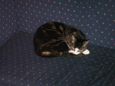 Huskat NELLY - Ja hun er en rigtig sovetryne billede 1