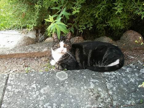 Huskat NELLY - ahh her er der skygge  billede 2