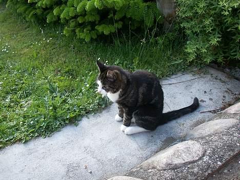 Huskat NELLY - nu sedder jeg her hvad skal jeg lave ? billede 3