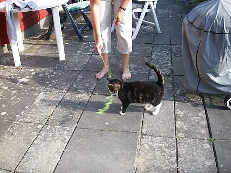 Huskat NELLY - `kom nu med den  billede 4