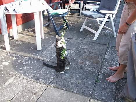 Huskat NELLY - alser giv så slip det er min ik din  billede 5