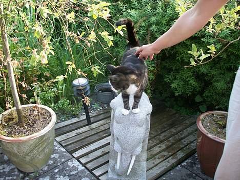 Huskat NELLY - hvad er du det her for noget ? billede 6