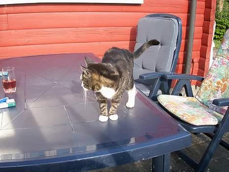 Huskat NELLY - øv der var ik noget på bordet i dag jeg kunne spise   billede 7