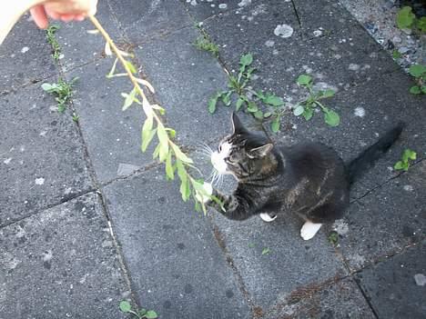 Huskat NELLY - giv så slip det er min ! billede 8