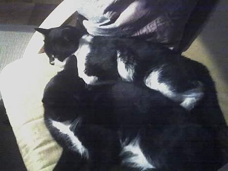 Blanding af racer Oliver<3 - Victor og Oliver sover lidt sammen ;D billede 10