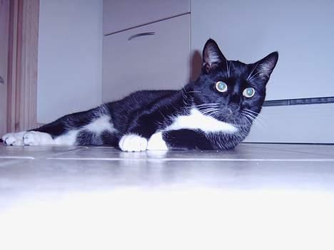 Blanding af racer Oliver<3 billede 11