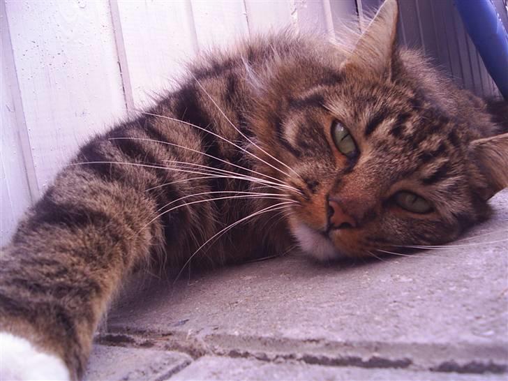 Norsk Skovkat Jane  billede 1