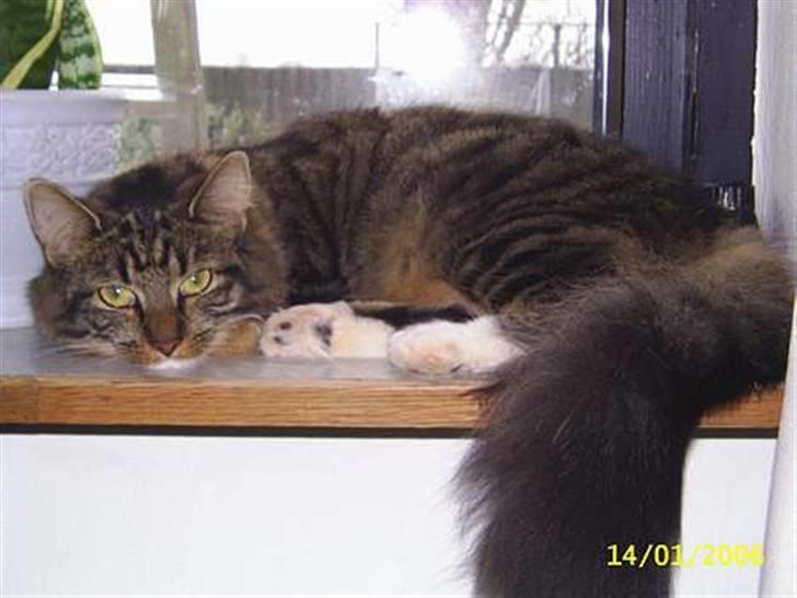 Norsk Skovkat Jane  billede 2