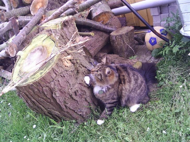 Norsk Skovkat Jane  billede 3