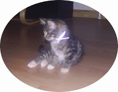 Norsk Skovkat Jane  - 12 uger gamle billede 4