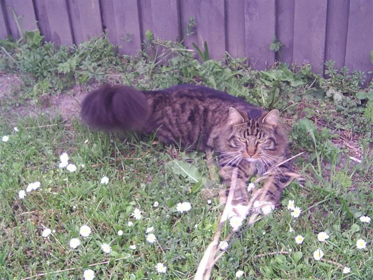 Norsk Skovkat Jane  billede 5