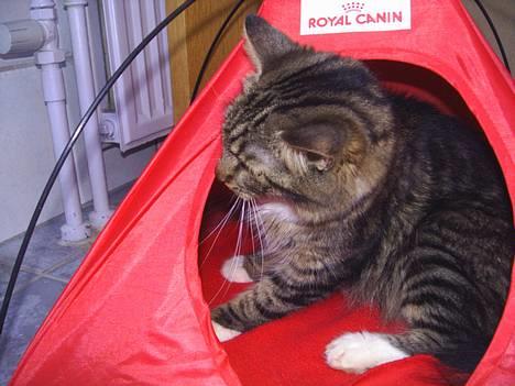 Norsk Skovkat Jane  billede 6