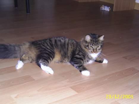 Norsk Skovkat Jane  billede 7