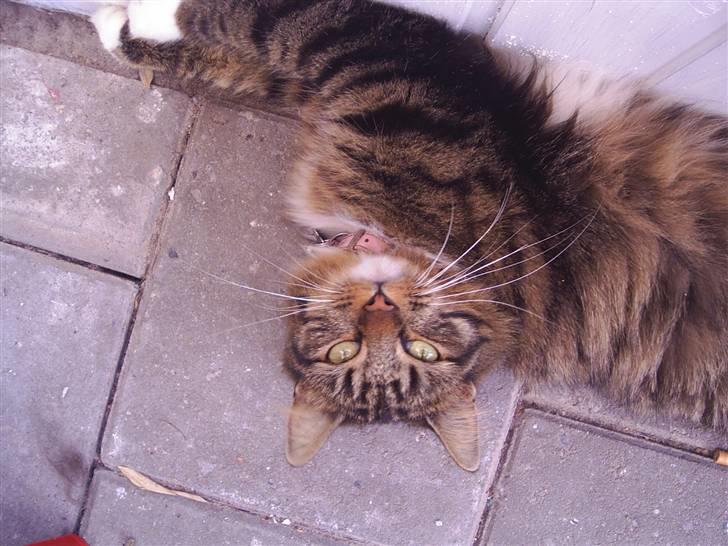 Norsk Skovkat Jane  billede 8