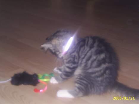 Norsk Skovkat Jane  - 12 uger gamle billede 9