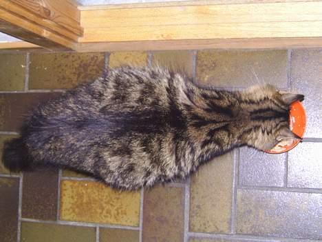 Norsk Skovkat Jane  - Drægtig i 9 uge billede 10