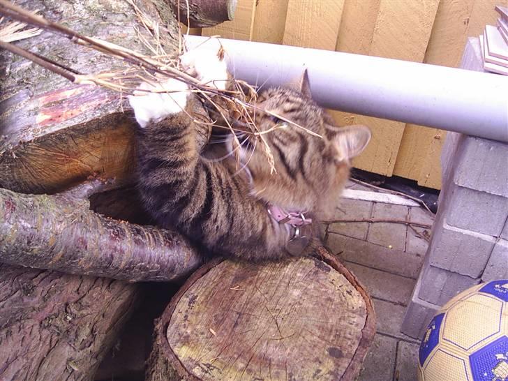 Norsk Skovkat Jane  billede 11