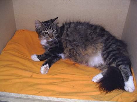 Norsk Skovkat Jane  - Drægtig i 9 uge billede 12