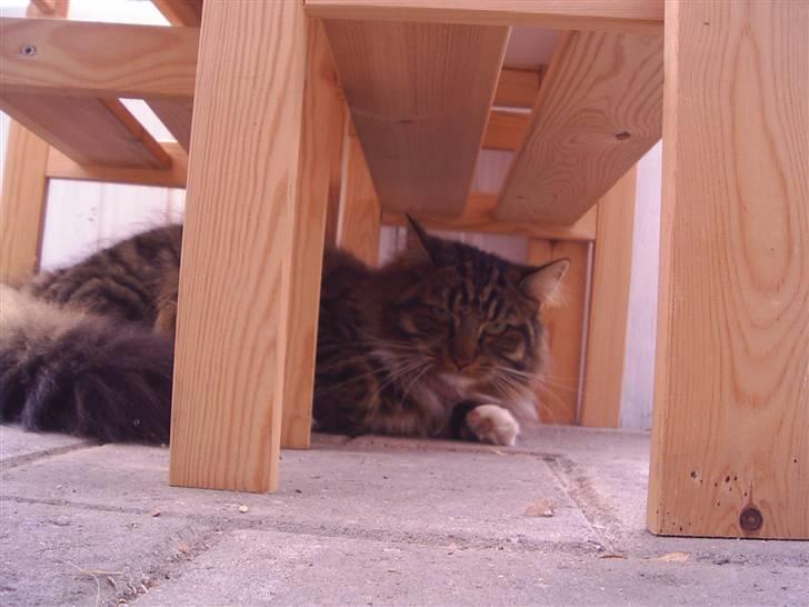 Norsk Skovkat Jane  - Dag 64 billede 13