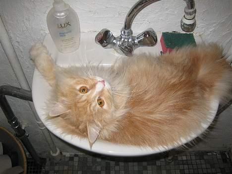 Blanding af racer Bom billede 18