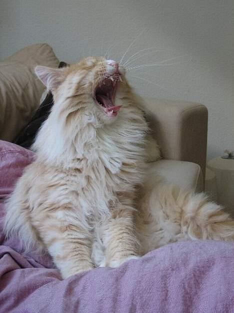 Blanding af racer Bom billede 19