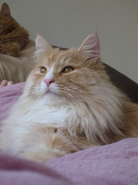 Blanding af racer Bom billede 20