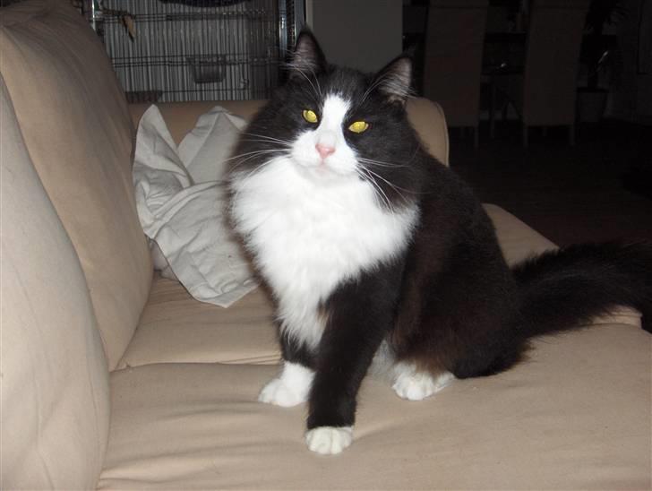 Norsk Skovkat Basil billede 4