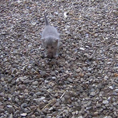 Blanding af racer Bjarne - Uhh Nu vil jeg ind til mor igen :) billede 3