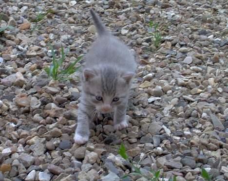 Blanding af racer Bjarne - Sååå Jeg snart inde igen :) billede 4