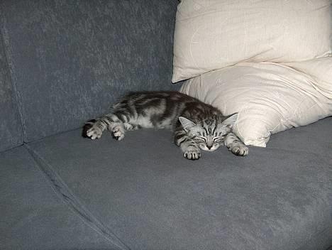 British Shorthair King Simba - Så hyggeligt havde jeg det efter 3 timer i mit nye hjem... billede 1