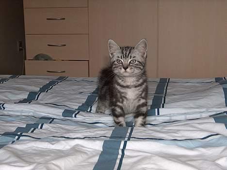 British Shorthair King Simba billede 2