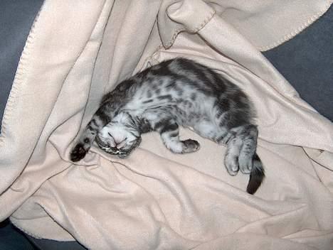 British Shorthair King Simba - Er jeg ikke bare nuttet?  billede 3