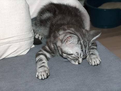British Shorthair King Simba - Ups, der faldt jeg da vist lige i søvn... billede 4