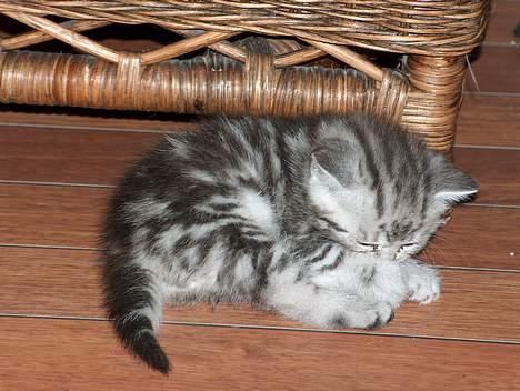 British Shorthair King Simba - Hvor var jeg sød da jeg var lille... Var jeg ik? *s* billede 5