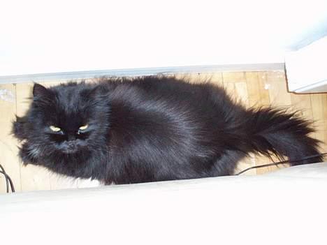 Perser Bambi  +1992-2008 + - ja her ligger jeg så bag sofaen og slapper af.. billede 6