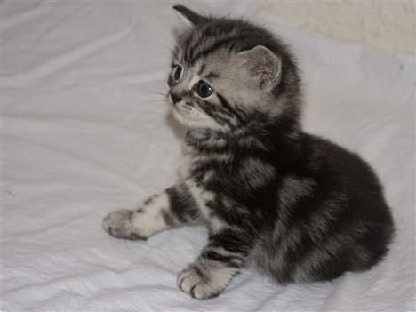 British Shorthair King Simba billede 6