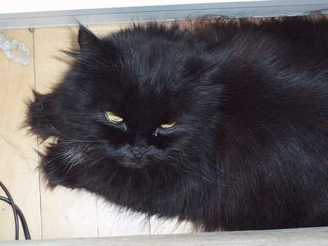 Perser Bambi  +1992-2008 + - Er jeg ikke bare skøn? billede 7