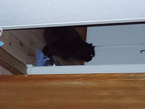 Perser Bambi  +1992-2008 + - Jeg ved godt at billedet er taget i en lidt forkert vinkel....men jeg er da flot alligevel! billede 8