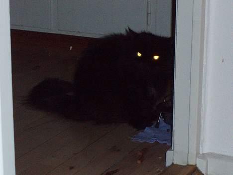 Perser Bambi  +1992-2008 + - Jeg blev forstyrret midt i at spise min natmad.... billede 9