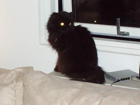 Perser Bambi  +1992-2008 + - Pas bare på....jeg holder vagt. billede 10