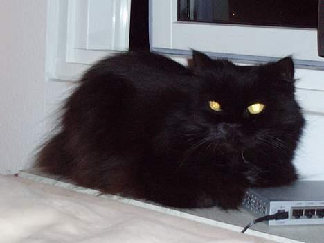 Perser Bambi  +1992-2008 + - Sikke skønne gule øjne jeg har.....de lyser virkelig op billede 11