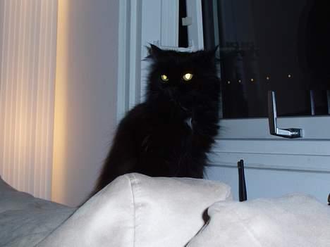 Perser Bambi  +1992-2008 + - Skal mor blive ved med at tage billeder af mig? billede 12