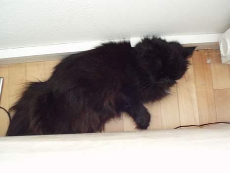 Perser Bambi  +1992-2008 + - Nu er jeg godt nok blevet træt oven på alle de billeder....så man må vist heller have en lur... billede 13