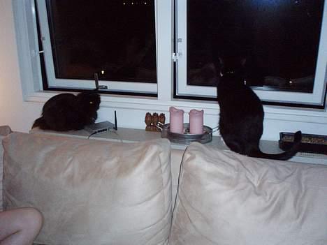 Perser Bambi  +1992-2008 + - Her er jeg så sammen med min nye ven Pjevs billede 14