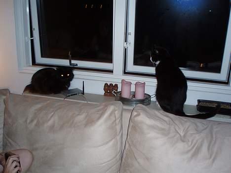 Perser Bambi  +1992-2008 + - Er vi ikke bare et skønt par mig og min ven pjevs? billede 15