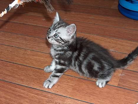 British Shorthair King Simba billede 7